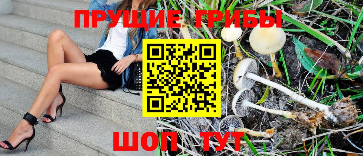 Псилоцибиновые грибы Psilocybe Королёв