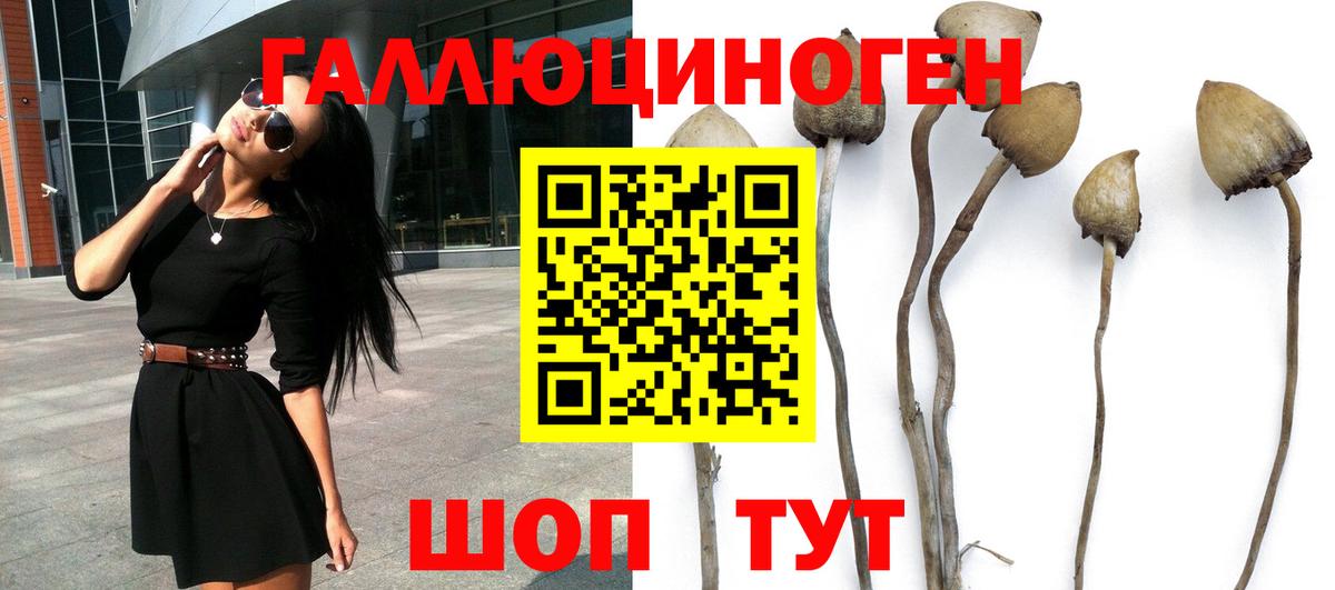 Псилоцибиновые грибы GOLDEN TEACHER  Вход с VPN  Галлюциногенные грибы мицелий  Королёв 